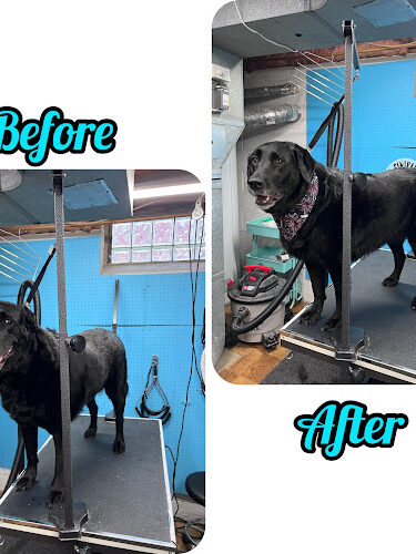 Central Bark Dog Grooming LLC