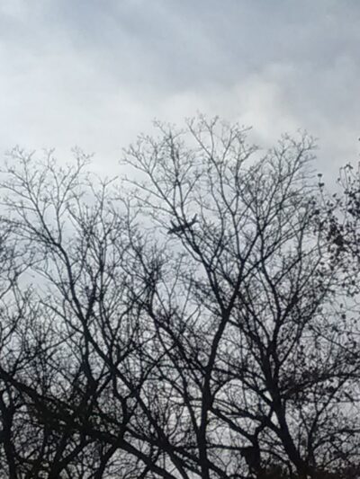 Oxford Park - Dearborn,