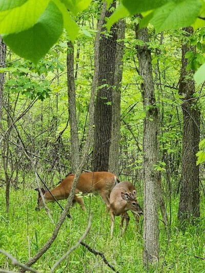 Waterfall Loop Trail - Dearborn,