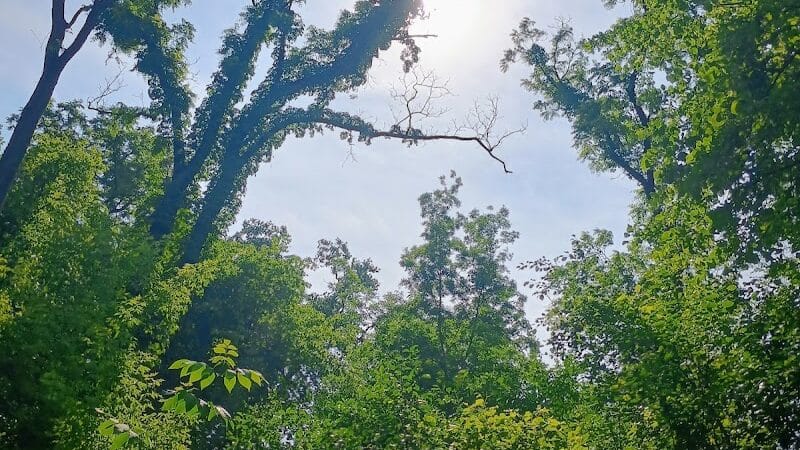 Waterfall Loop Trail - Dearborn,