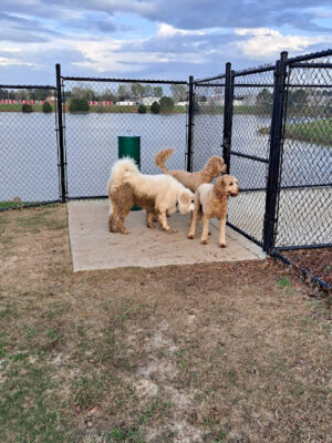 Dog park