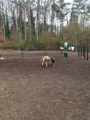 Mason Mill Dog Park