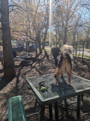 Oakhurst Dog Park