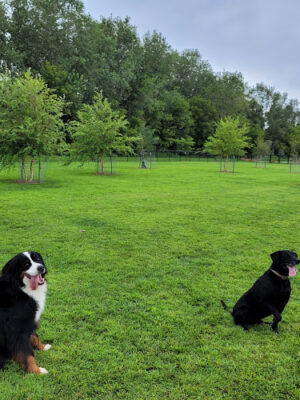 Decorah Dog Park