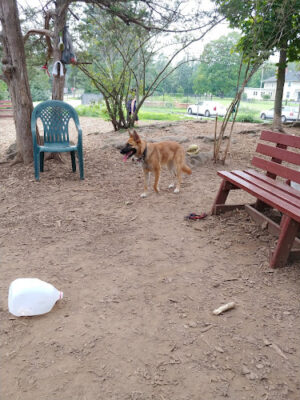 Dedham Dog Park