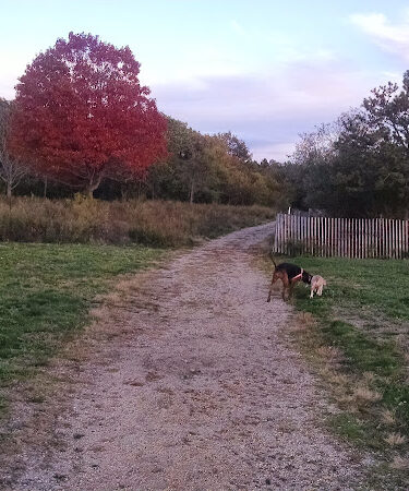 Edgewood Oak Brush Plains Preserve