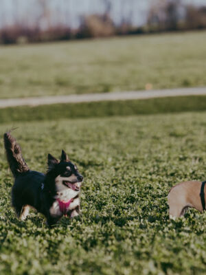Devine Dog Park