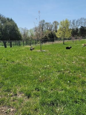Broemmelsiek Park Off-Leash Dog Area