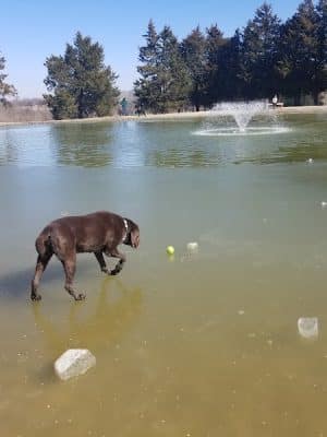 Broemmelsiek Park Off-Leash Dog Area