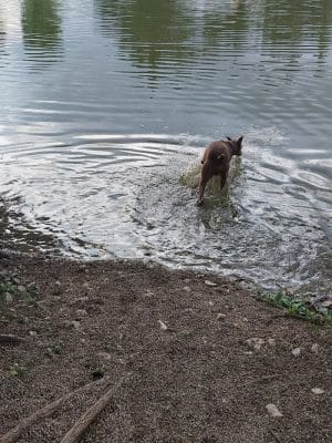 Broemmelsiek Park Off-Leash Dog Area