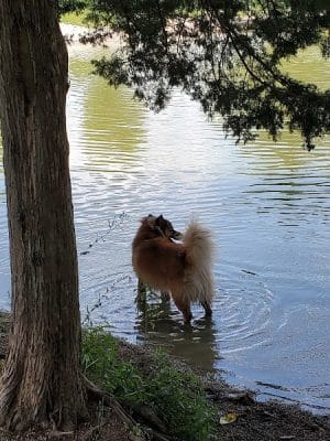 Broemmelsiek Park Off-Leash Dog Area
