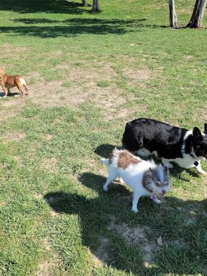 Broemmelsiek Park Off-Leash Dog Area