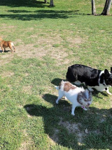 Broemmelsiek Park Off-Leash Dog Area