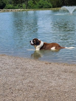 Broemmelsiek Park Off-Leash Dog Area