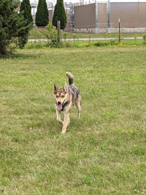 Marvin & Marie Schweers Dog Park