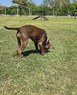 Wiggly Field