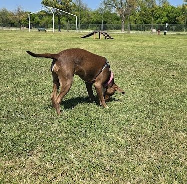 Wiggly Field
