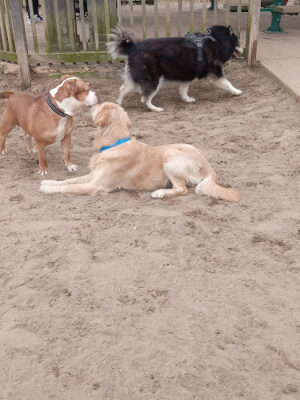 Pennington Park Dog Park