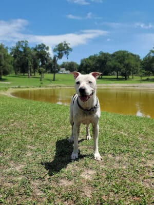 Barkley Square Dog Park