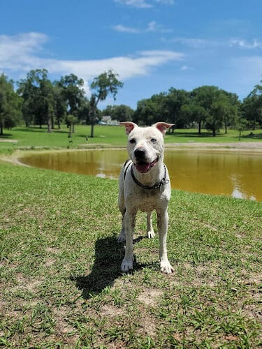 Barkley Square Dog Park
