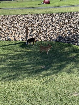 Delano Dog Park - Delano, CA