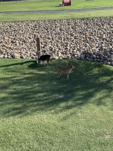 Delano Dog Park - Delano, CA