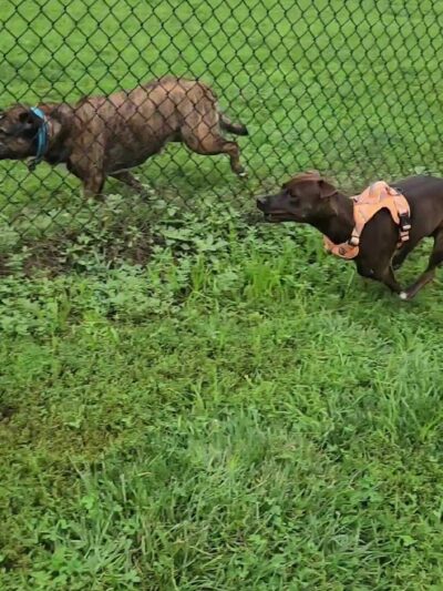 Denison Dog Park - Denison, IA