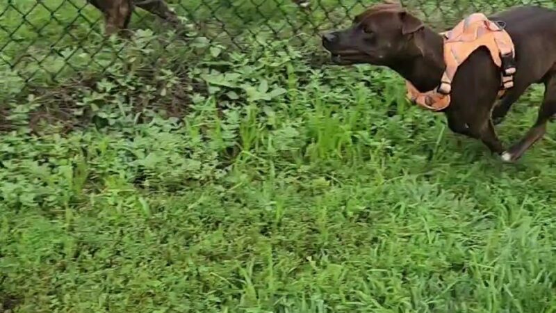 Denison Dog Park - Denison, IA