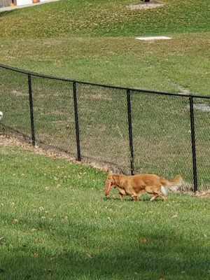 Denison Dog Park