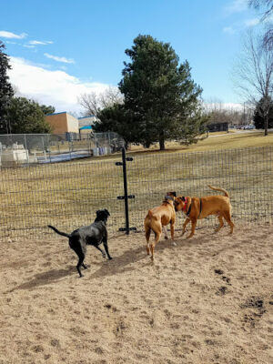 Berkeley Dog Park