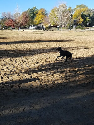 Greenway Off Leash Dog Park