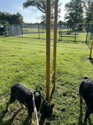 Denver Dog Park