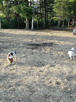 Petsafe Kingdom Dog Park