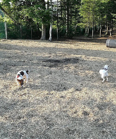 Petsafe Kingdom Dog Park