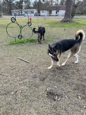 DeRidder Dog Park