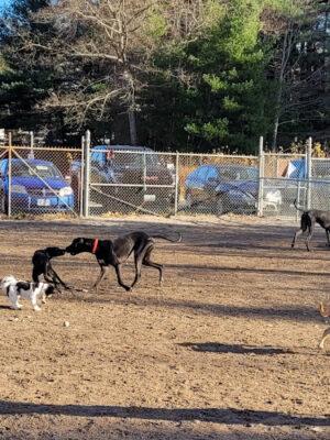 Derry Dog Park