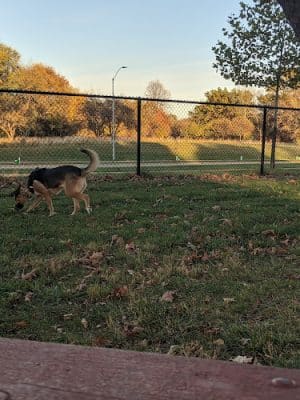 Ewing Dog Park