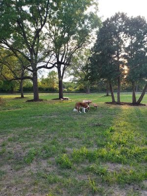 Reno Memorial Dog Park