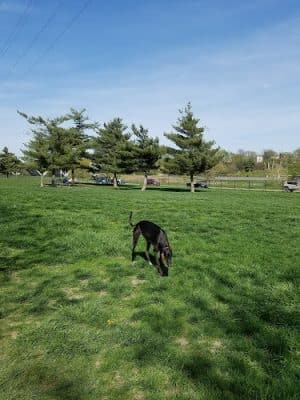 Riverwalk Dog Park