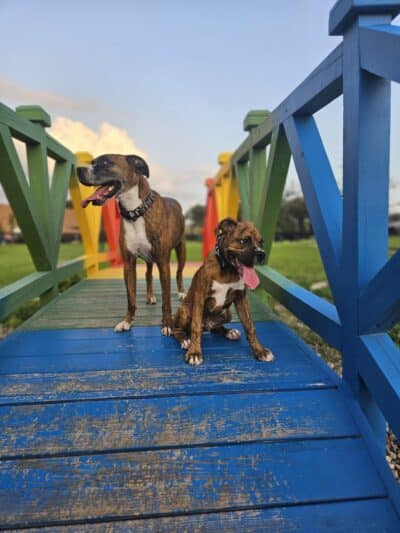 Paws & Pints - Des Moines, IA