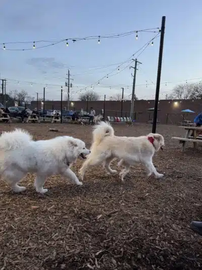 Barkside Detroit - Detroit, MI
