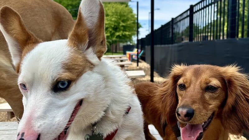 Barkside Detroit - Detroit, MI