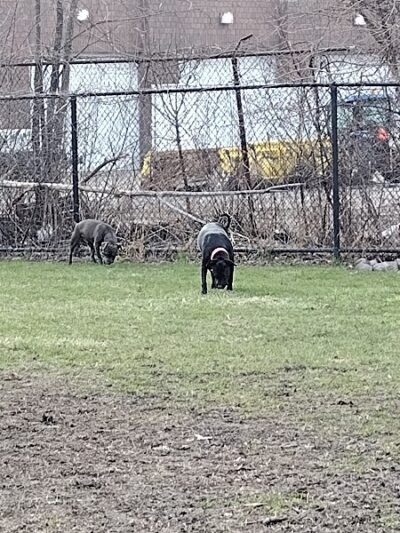 Detroit Dog Park - Detroit,