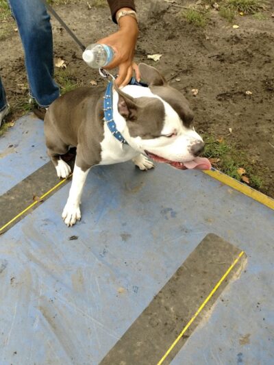 Detroit Dog Park - Detroit,