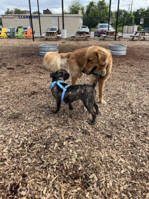 Barkside Detroit