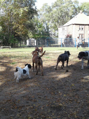 Detroit Dog Park