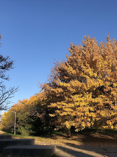 Elmwood Central Park