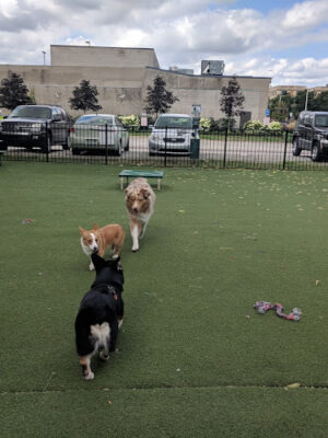 Midtown Dog Park