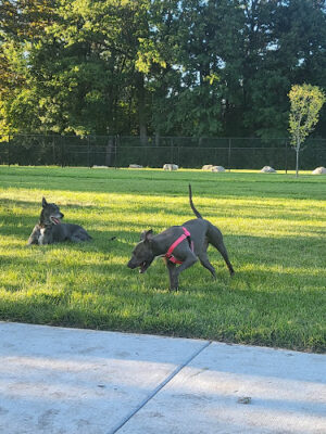 Palmer Dog Park