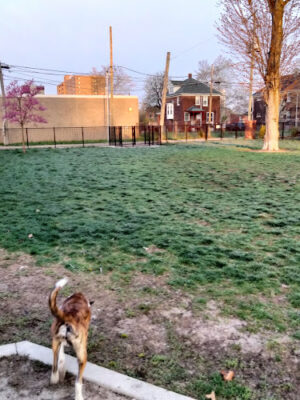 Rose Dog Park